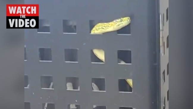 Snake spotted in Sydney bin (Network Ten)