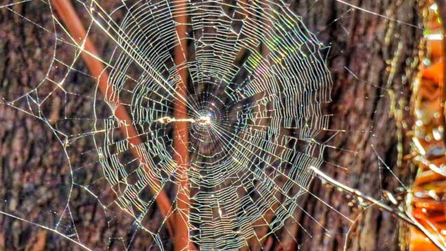 Medical materials made from spider silk are being considered by scientists across the world. Picture: Kerri Irene O'Halloran