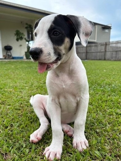 Sassy, a four month old Kelpie puppy, is available for adoption through Remote Animal Assistance, FNQ branch.