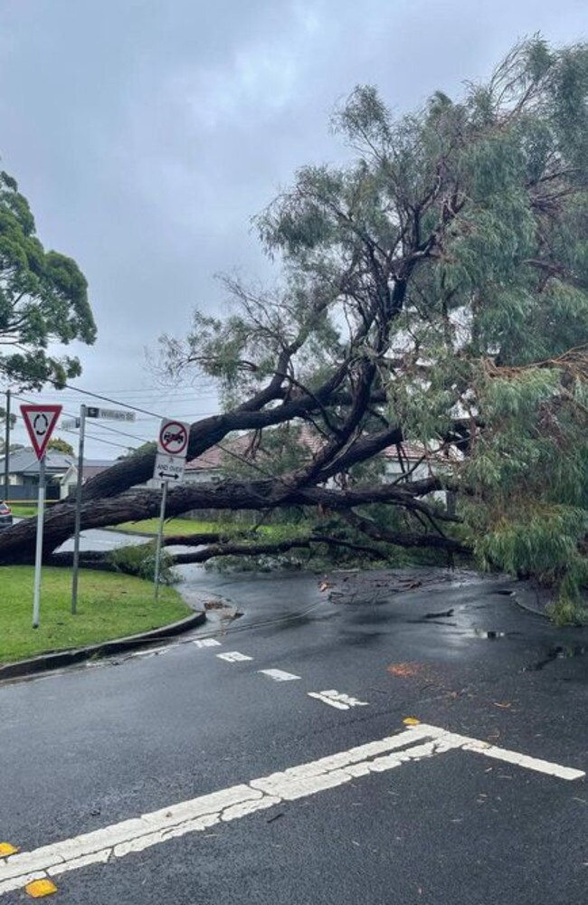 A falling tree brought down powerlines at the corner of William and Quilpe streets at North Manly on Thursday, April 7, 2022 after an intense rain shower across the northern beaches. Picture; SES Manly