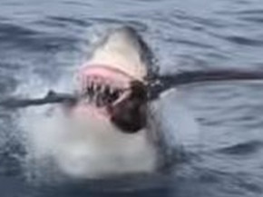 Shark takes out seabird: Watch the amazing video