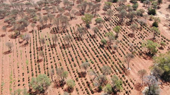 An aerial view of the alleged cannabis crop in Tindarey, about 80km north of Cobar. Picture: NSW Police