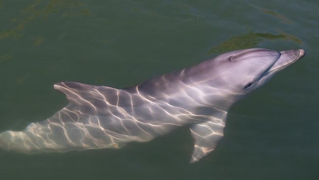 One of the Adelaide Dolphin Sanctuary’s former dolphins, named ‘Doc’. Image Credit: Selina Guckenbiehl