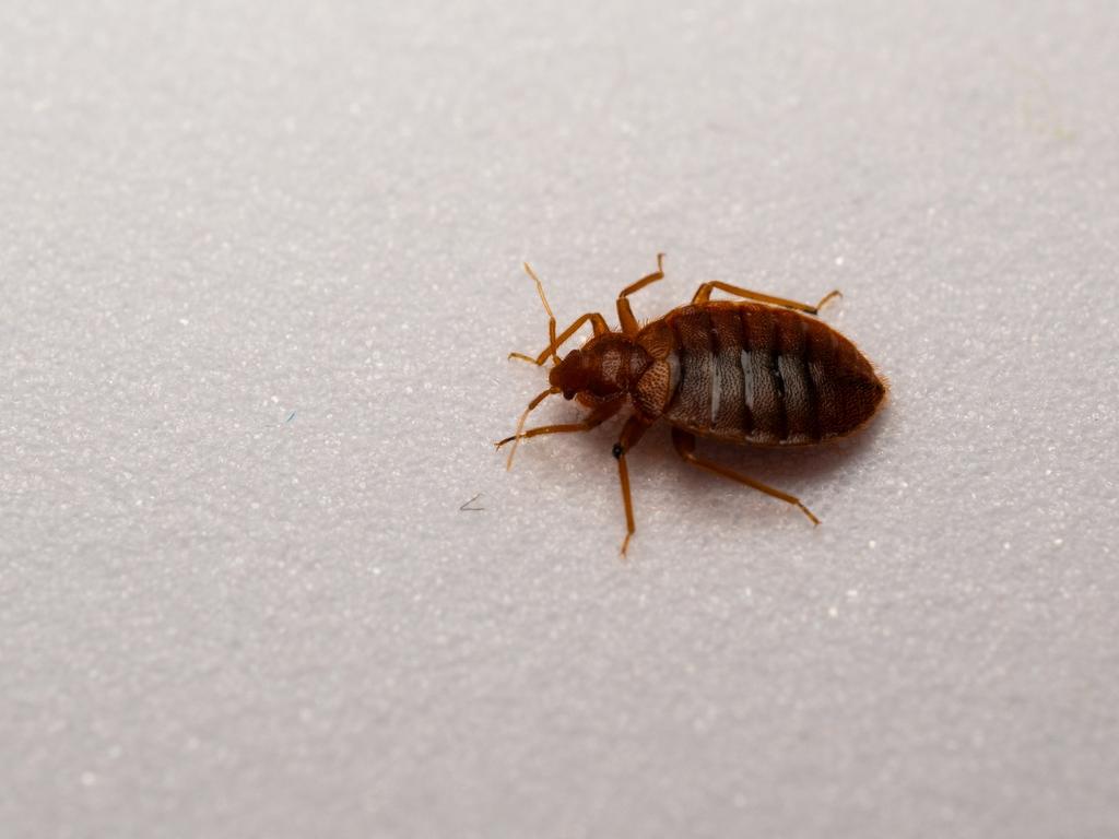 A close up look at a bedbug. Picture: istock