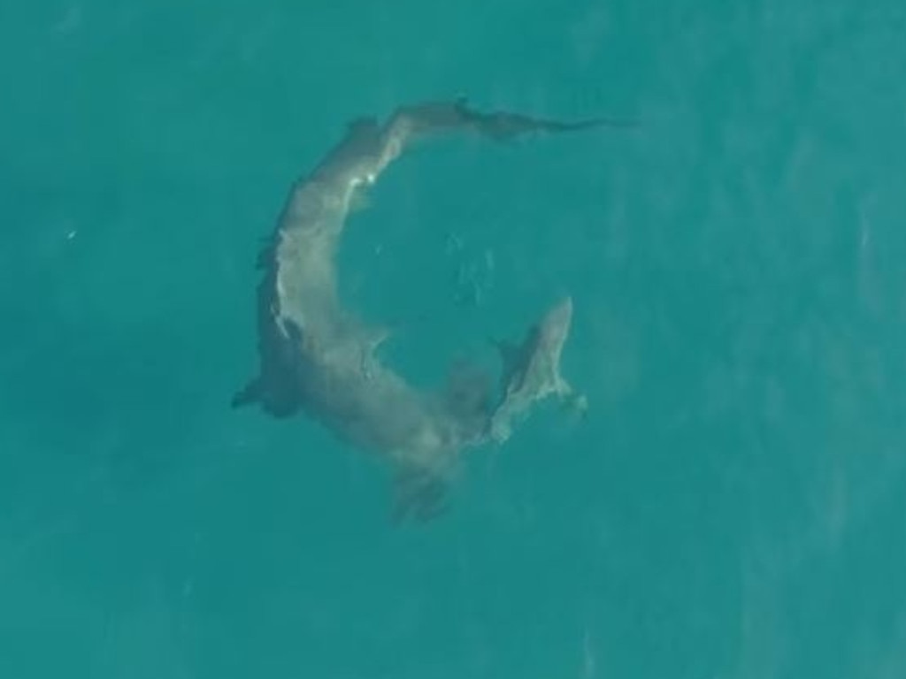 Greg Norman Has Jaw Dropping Encounter With Hammerhead Shark The Advertiser