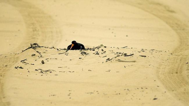 A pied oystercatcher nests between the tyre tracks left by a 4WD.