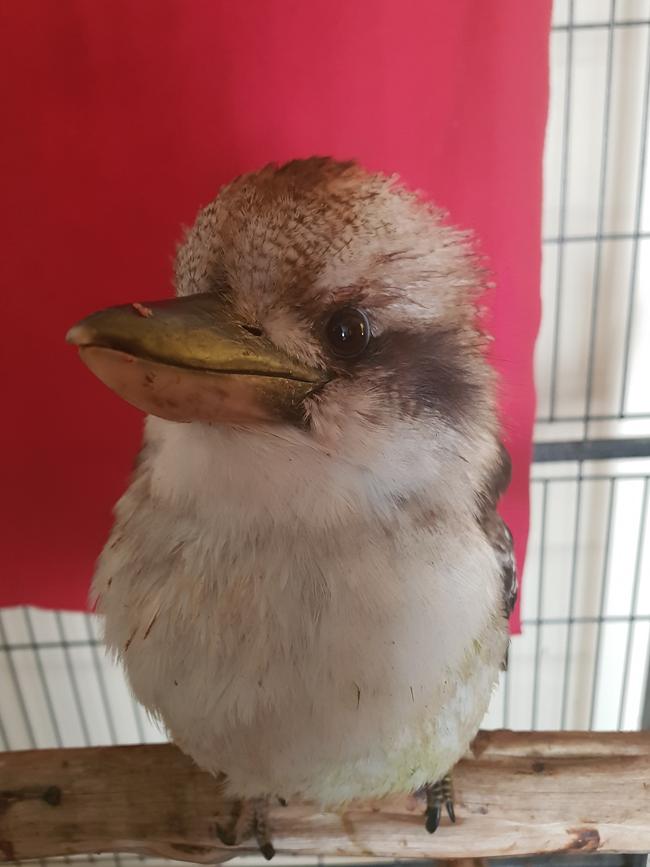 A young laughing Kookaburra was rescued by Wild Days Wildlife Shelter after it was hit by a car in Endeavour Hills. Picture: Wild Days Wildlife Shelter