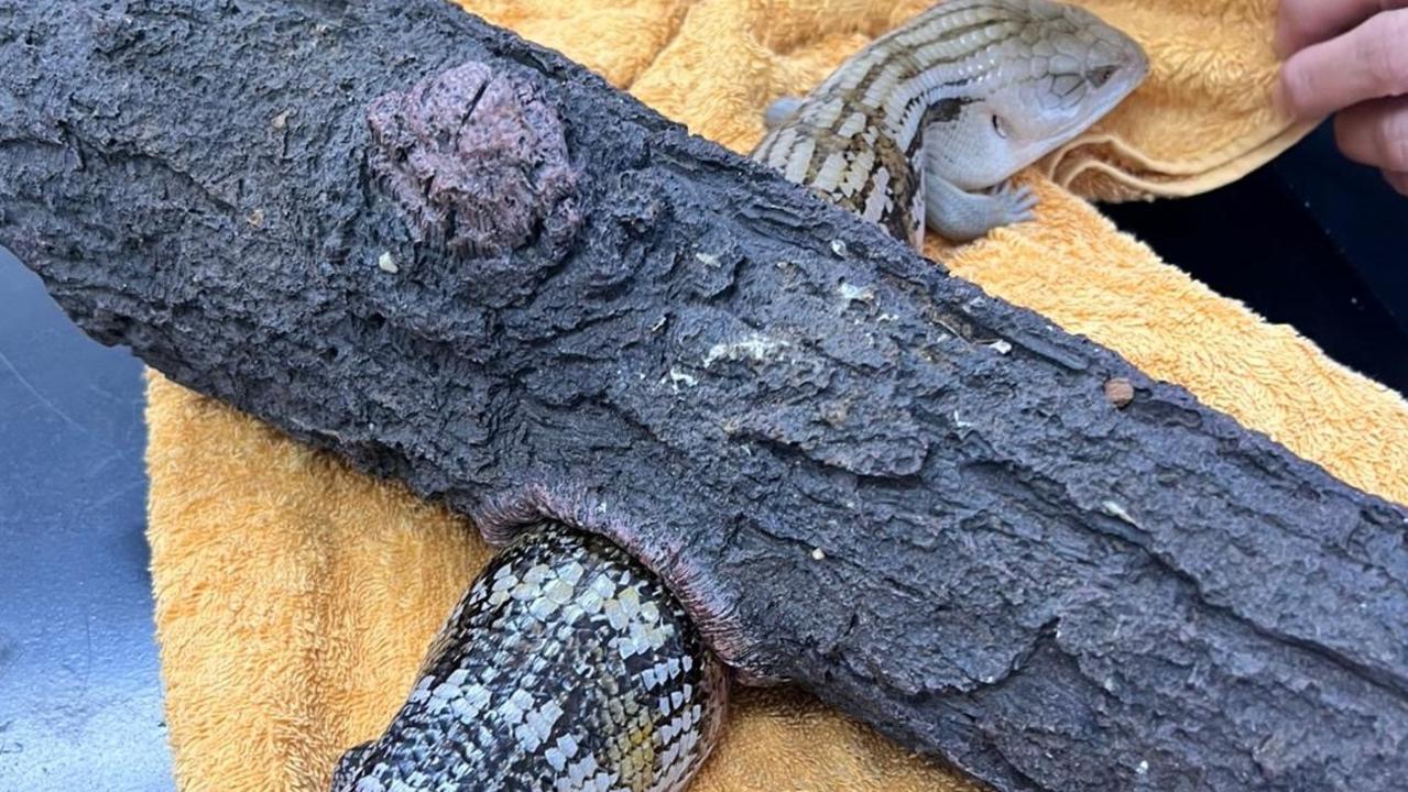 Firefighters to the rescue for trapped blue-tongue lizard
