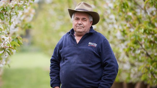 Guy Gaeta, orchardist near Orange NSW.  Guy is a Cherry and Apple grower for story about how seasonal workers will be let in to Australia without quarantine from end of Nov early Dec. He says fruit growers badly need backpackers as well. Picture: Graham Schumann