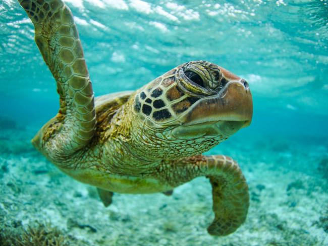 Lagoon Green Turtle. Steve Irwin’s 13-year-old son Robert demonstrates an exceptional talent behind the lens with a series of candid and close-up images of wildlife in their natural habitats. Picture: Robert Irwin