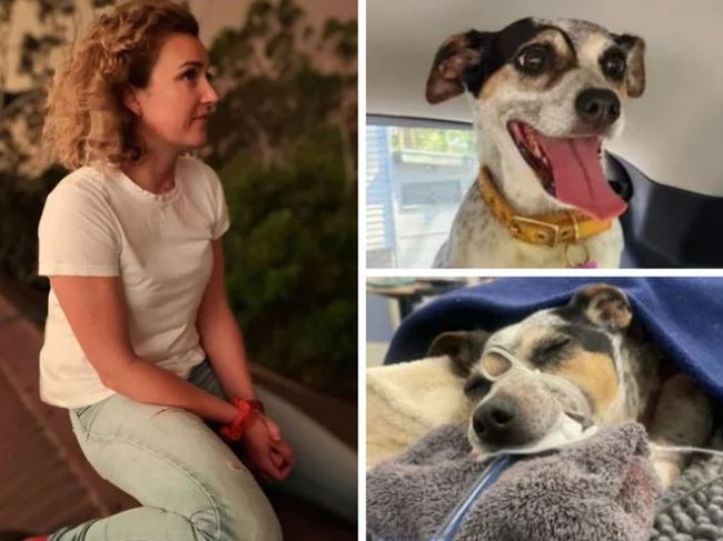 A small beloved pet that was attacked by two large dogs while walking with its owner along a popular walking track has diedduring life saving surgery.