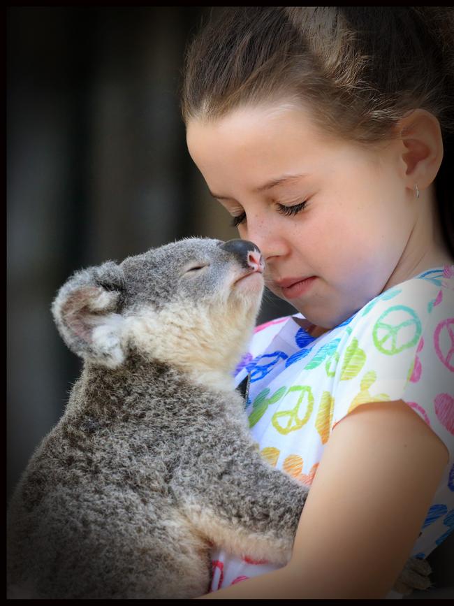 Makayla Smith 8 with "Beau" the Baby Koala. Picture: Jamie Hanson