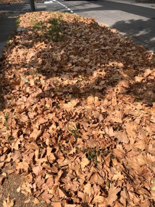 Fallen leaves frustrate many, particularly in the leafy east. Picture: Snap Send Solve 