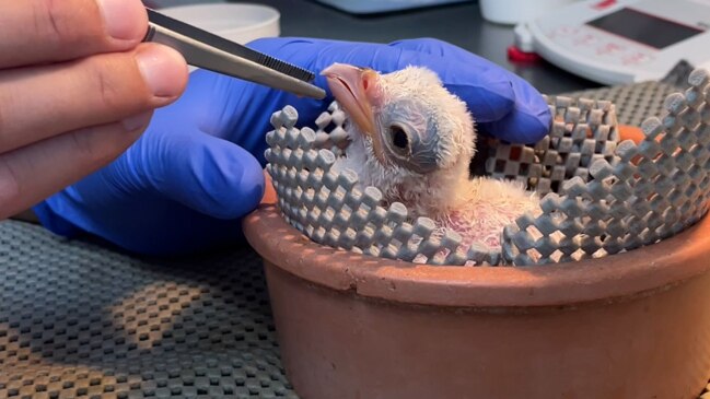 Rare Secretary Bird Chick Hatches At San Antonio Zoo | news.com.au ...