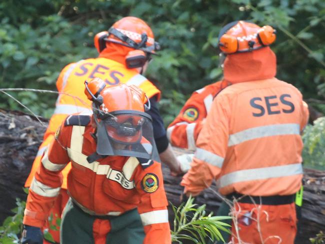 William Tyrrell Search Day 2. Police  search for forensic evidence relating to the disappearance of William Tyrrell in the small town of Kendall on the NSW mid north coast. Volunteers from the SES help with clearing the dense bushland  . Pic  Nathan Edwards