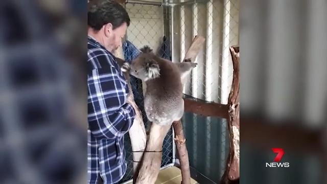 Abandoned baby koala and mum reunited (7 News Adelaide)