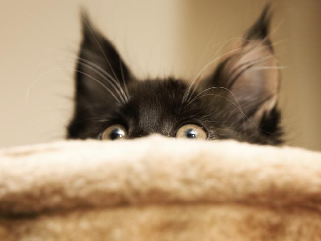 Generic image of a scared cat. Photo from iStock.