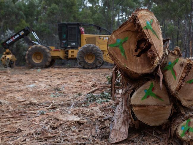 Bob Brown was arrested in 2020 for halting logging in North-East Tasmanian forest documented as habitat for the critically endangered swift parrot. Picture: Bob Brown Foundation