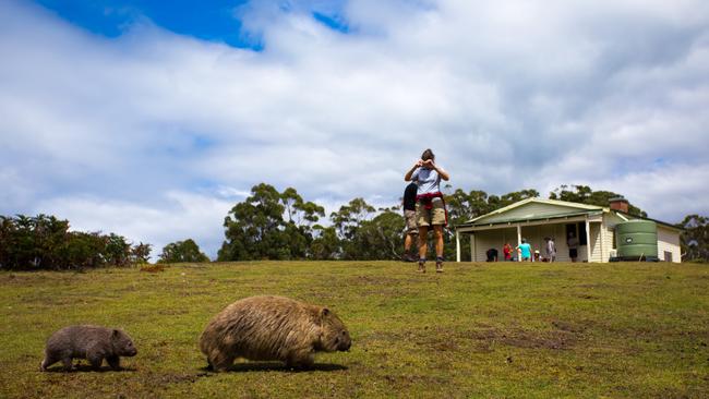 Maria Island, Tasmania. Picture: Tourism Australia Escape, Kendall Hill