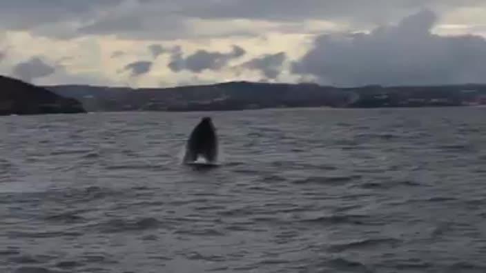 Two whales frolic in Sydney Harbour