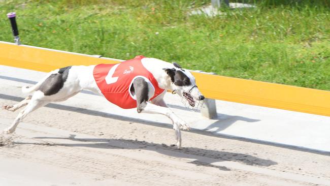 Greyhounds will be able to live their life out at the proposed development.