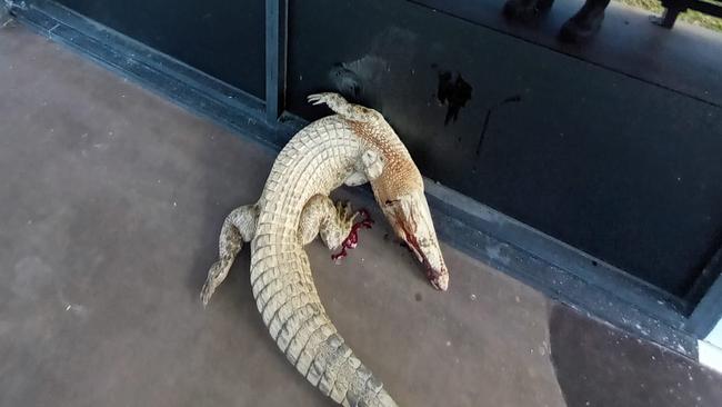 Innisfail man Adrian Hogg left two crocs outside a state government office last week.