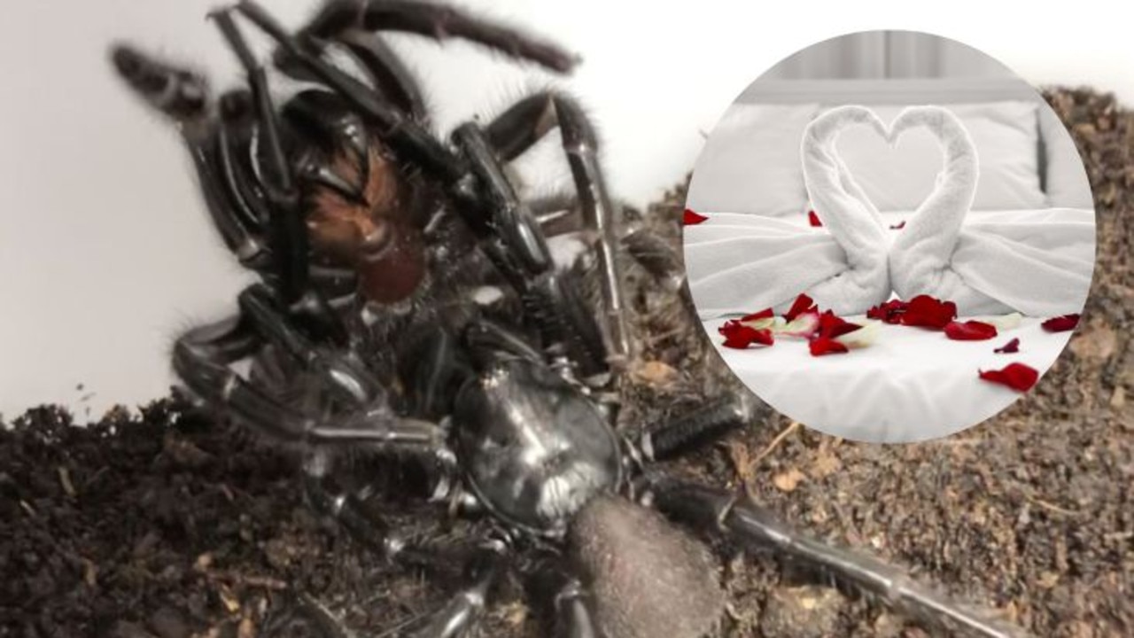 Spider Porn Reveals Secret Sex Lives Of Sydneys Funnel Webs Daily Telegraph