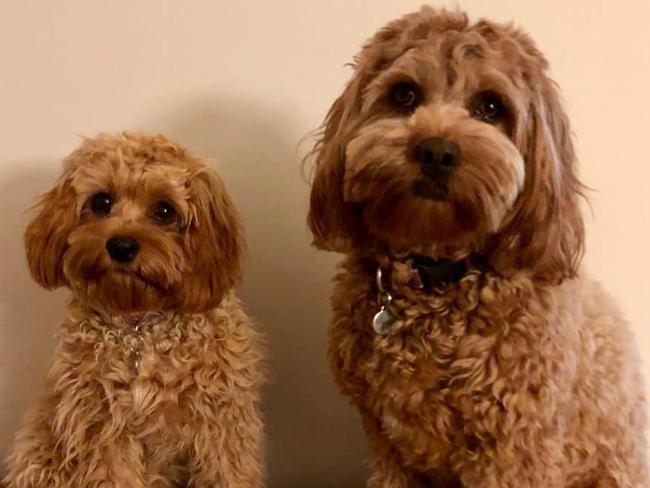 Sister cavoodles Evie May and Mia Rose are owned by Chris Koupparis, administrator of Oodle Owners Australia Facebook page, and have their own Instagram page: evie_mia_k_cavoodles