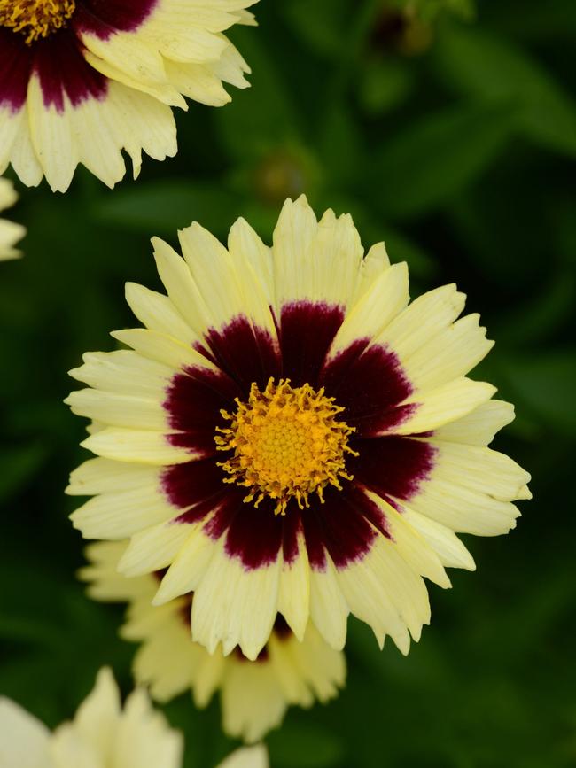 Coreopsis ‘Uptick Cream and Red Photo’