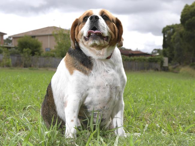 Scout, a five-year-old beagle cross cavalier and pug, weighs 22kg and is on a strict diet to lose more weight. Picture: AAP/Simon Bullard