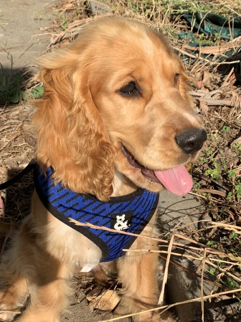 Arlo the beautiful pup, submitted by Elizabeth O’Brien from Armidale