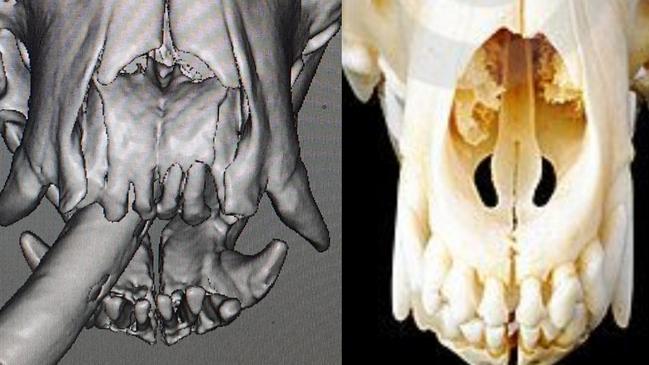 An X-ray showing Tash's mouth beside a normal dog face skeleton.