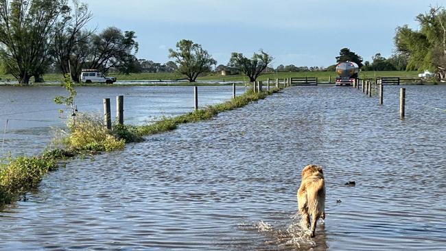 Flooding at the Saunders family’s Tinamba dairy farm on Thursday.