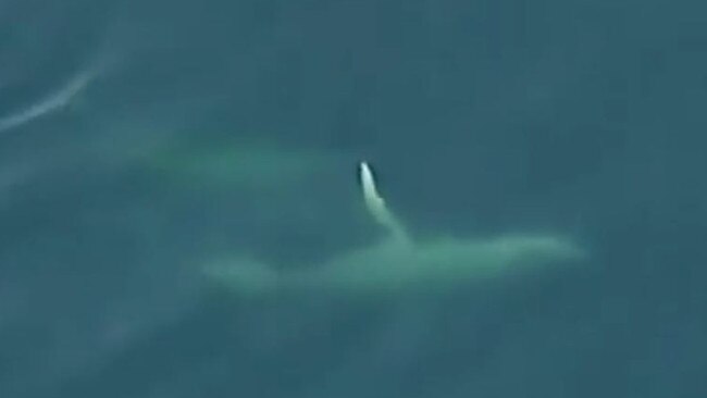 The underside of a humpback whale swimming in Port Phillip Bay this morning.