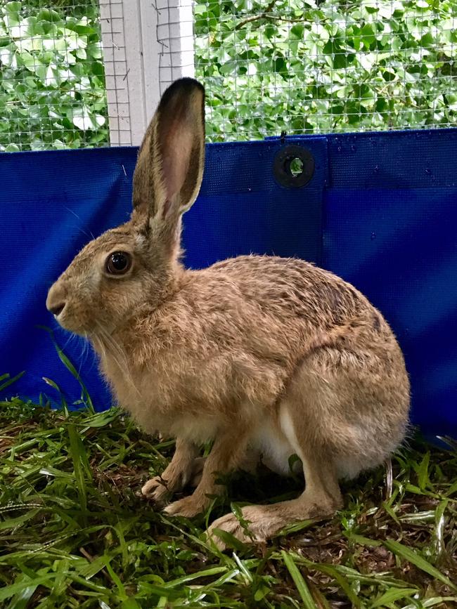 Mr Kingston's hare Jess, who only has one eye. The black tips on his ears make him distinctive from a rabbit. Picture: David Kingston