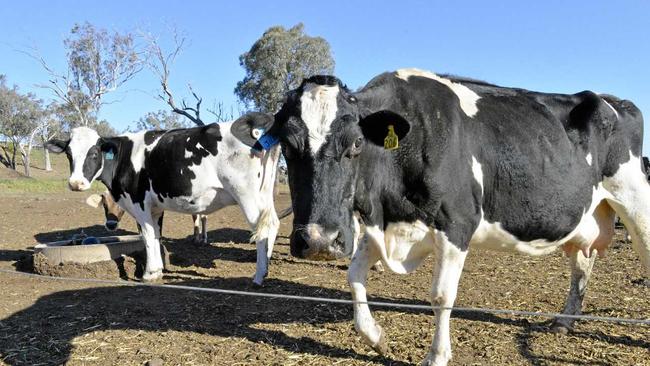 MILK SHAME: Andrew Gale says shoppers should take stock before judging the choices others make. Picture: Bev Lacey