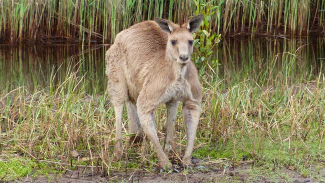 Spot a kangaroo at Coombabah Lakes Conservation Area.