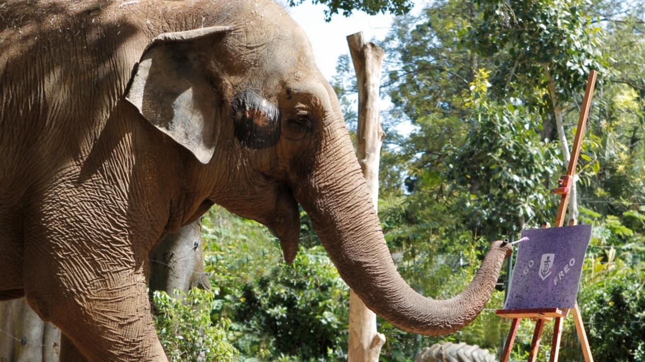 Tricia : le plus vieil éléphant d’Australie