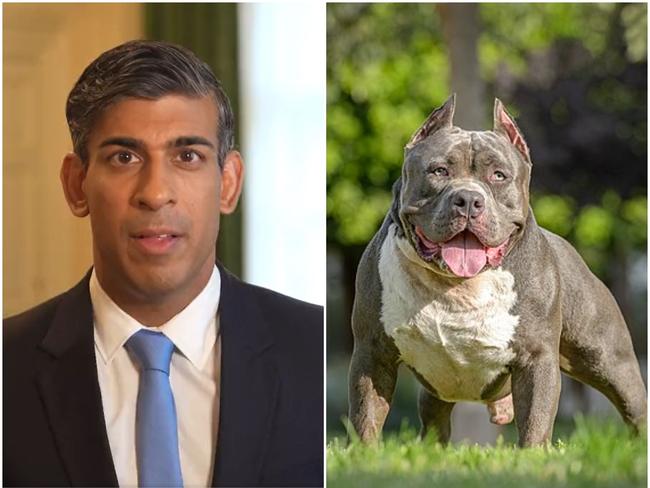 UK Prime Minister Rishi Sunak is seeking to ban the American XL Bully breed. Picture: Twitter