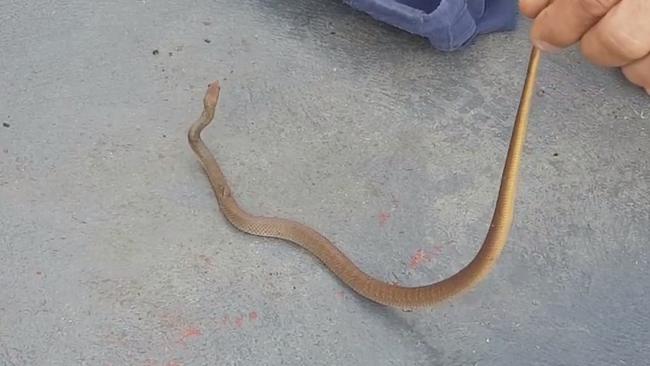 The juvenile eastern brown snake is recovered from a Harrington Park yard.