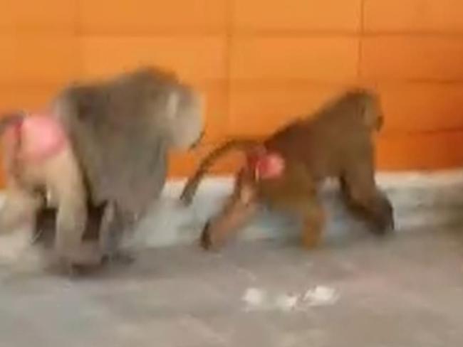 Three baboons are pictured as they escape from Sydney's RPA Hospital. NSW Health confirmed that the male baboon who escaped from a medical research facility was there for a vasectomy. Picture: Seven News