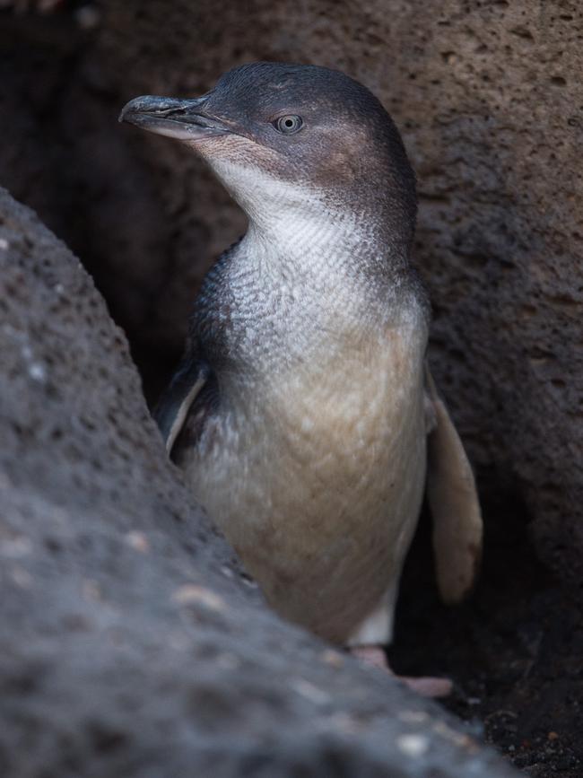 The penguins live in the St Kilda breakwater. Picture: Jay Town