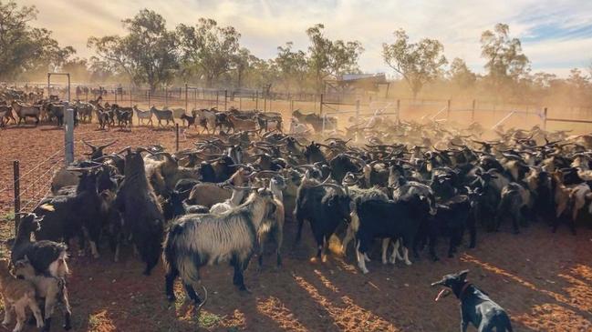 Jesse Moody’s rangeland goats.