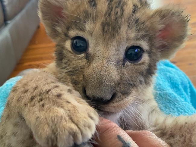 WEEKEND TELEGRAPHS SPECIAL. MUST TALK WITH PIC ED JEFF DARMANIN BEFORE PUBLISHING., Mogo Wildlife Park baby Lion cub Moto passed away suddenly.  Moto was one of two surviving cubs after lioness Zuri passed away along with another two cubs during birth.