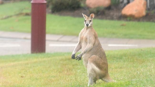 George Church had to fight off a wallaby when he went to check his mail at Carlyle Gardens. Picture: Evan Morgan