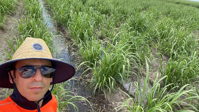 JCU Associate Professor of Electrical and Electronic Engineering Mostafa Rahimi Azghadi visits a sugar can paddock in the Burdekin. Picture: Mostafa Rahimi Azghadi