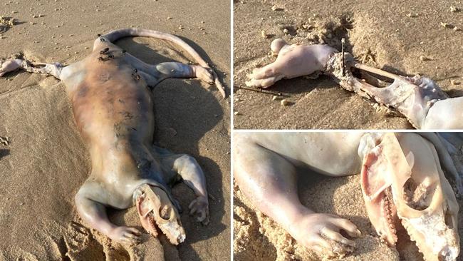 A Maroochydore man is hoping to identify a mysterious animal he saw at Cotton Tree Beach recently.