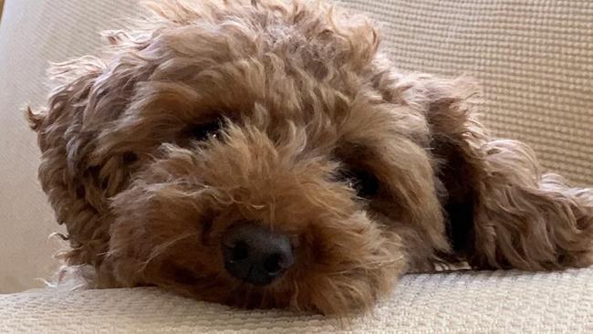 Flossie - A toy cavoodle was stolen during a break-in at Fullarton yesterday and police are on the hunt for the beloved pet. Picture: Supplied