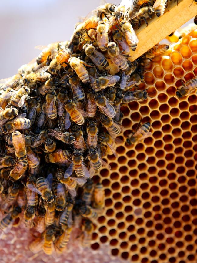 The NSW Apiarists Association ­estimates honey production is down between 50 and 70 per cent for most producers in 2019.