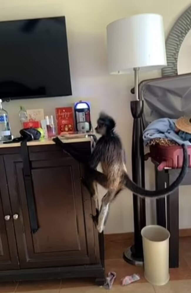 It started to climb and swing on the furniture. Picture: ViralHog